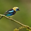 Tangara maskova - Tangara larvata - Golden-hooded Tanager o5499